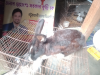 খরগোশ